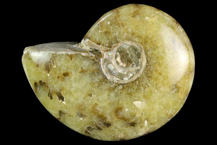 Polished, Agatized Ammonite (Cleoniceras) - Madagascar #119082